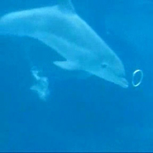 Golfinhos brincam com bolhas debaixo d'água!