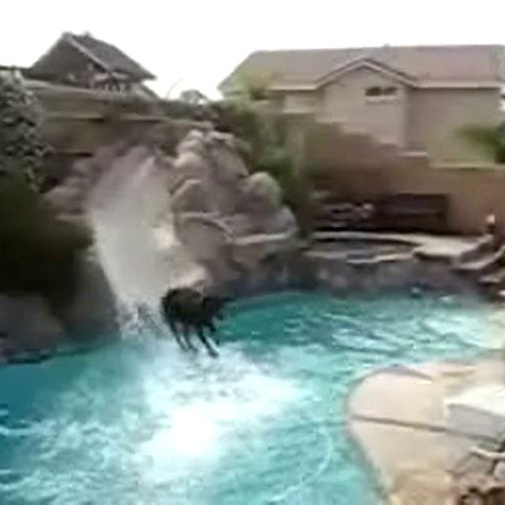 Doberman a divertir-se com um tobogã na piscina