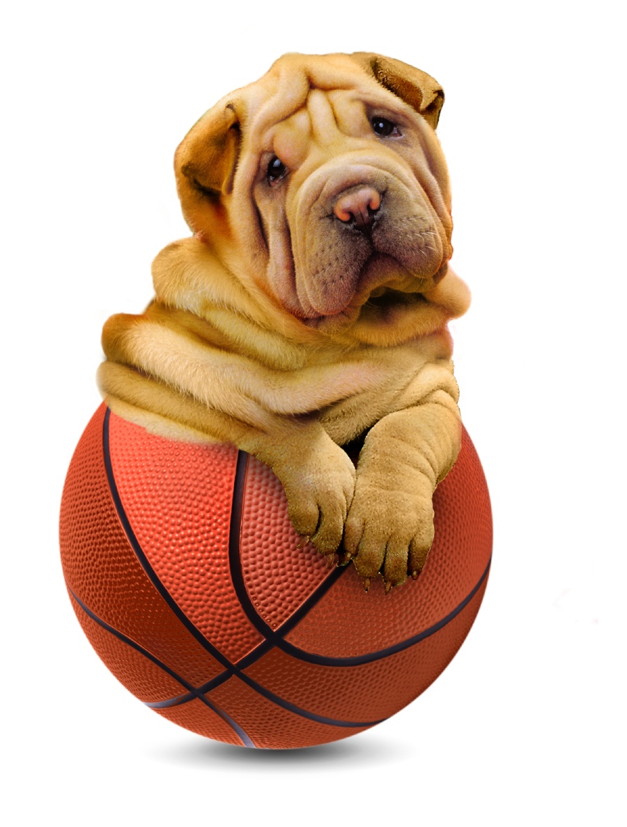 Shar-Pei joga basquetebol 