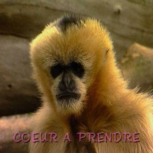 O coração de Jean-Michel procura a sua alma gêmea!