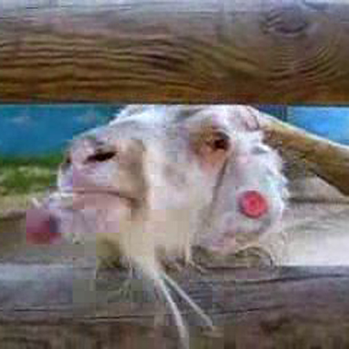 Uma cabra fica louca!