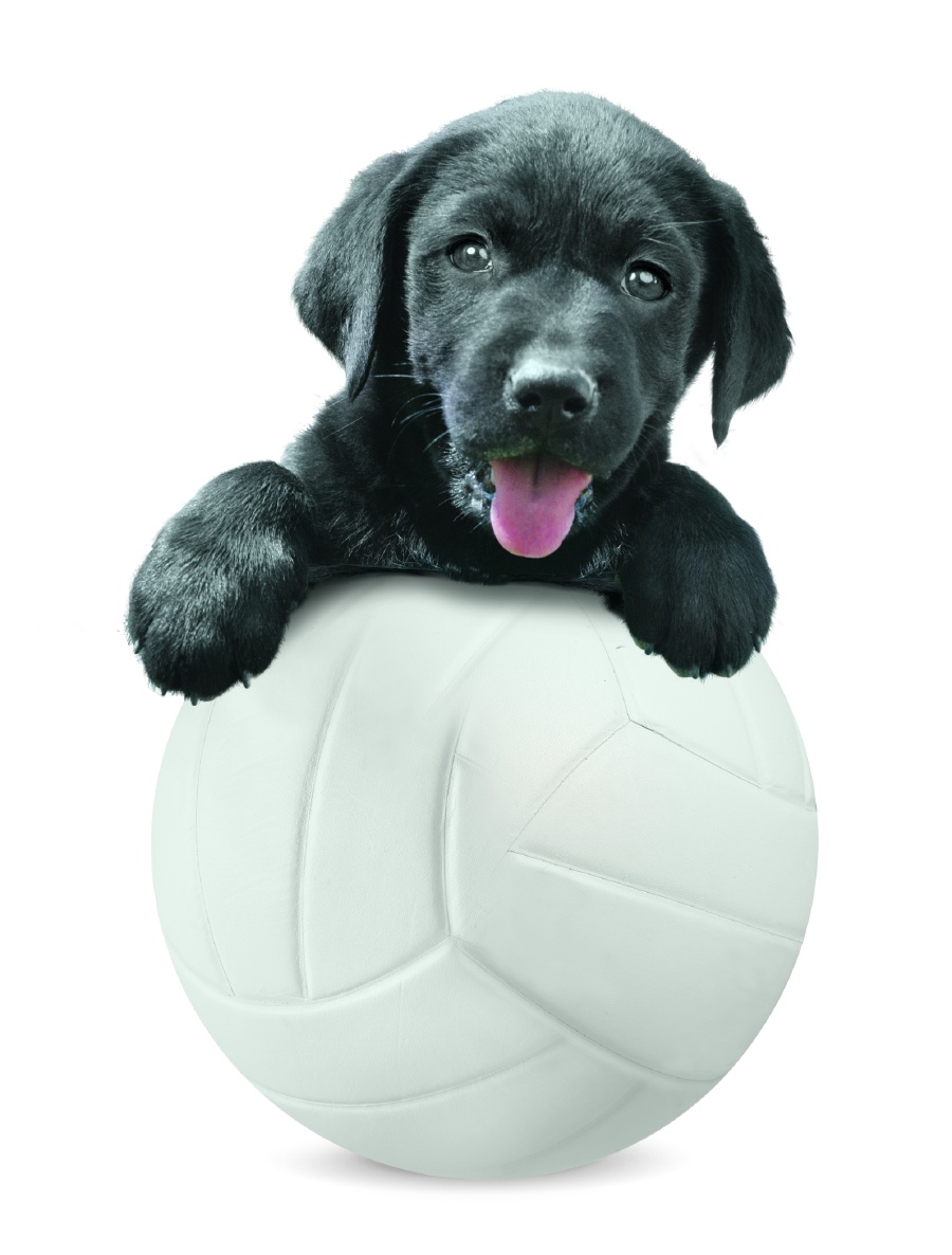 Labrador no volei