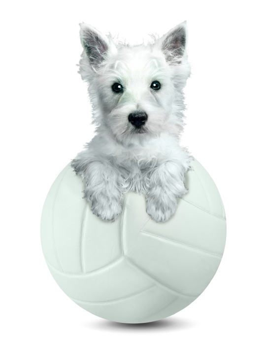 Westie numa bola de volei