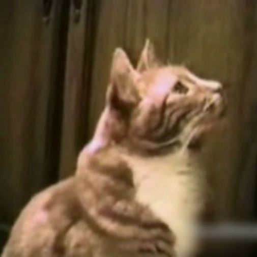 Gatos alucinados falam no seu telemóvel!