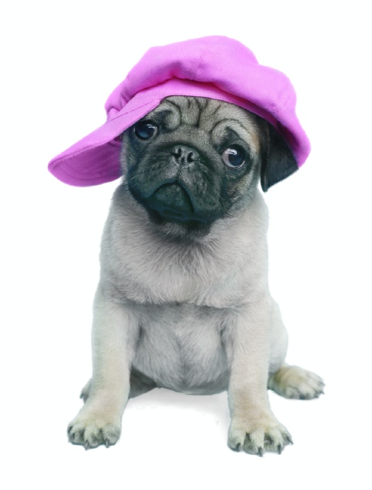 Pug vestido com uma boina rosa