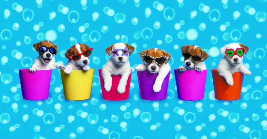 Coleção de verão Jack Russell