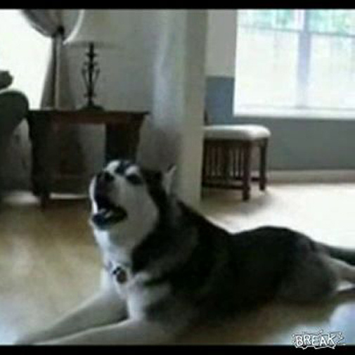 Husky a cantar no seu telefone!
