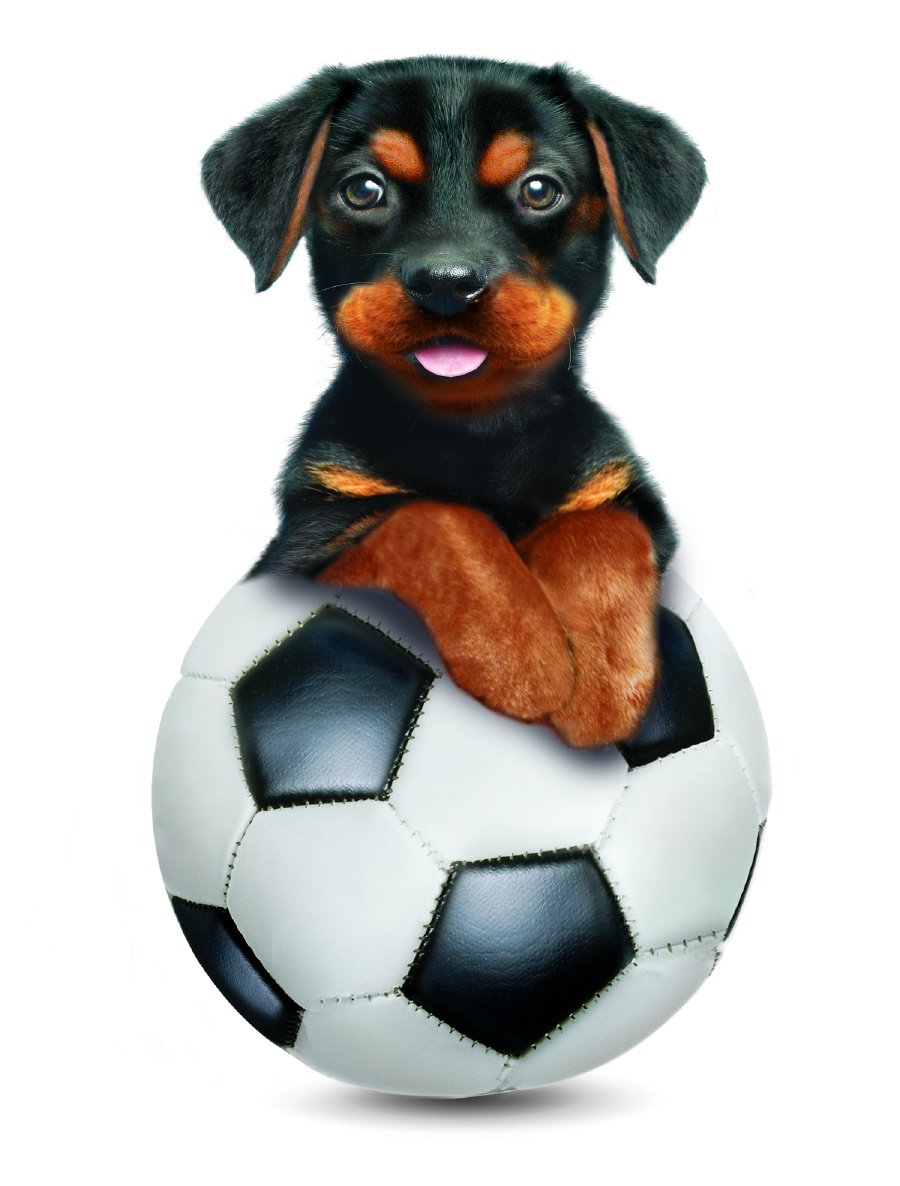 Rottweiler joga futebol