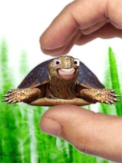 Tartaruga divertida